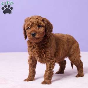 Mia, Miniature Poodle Puppy